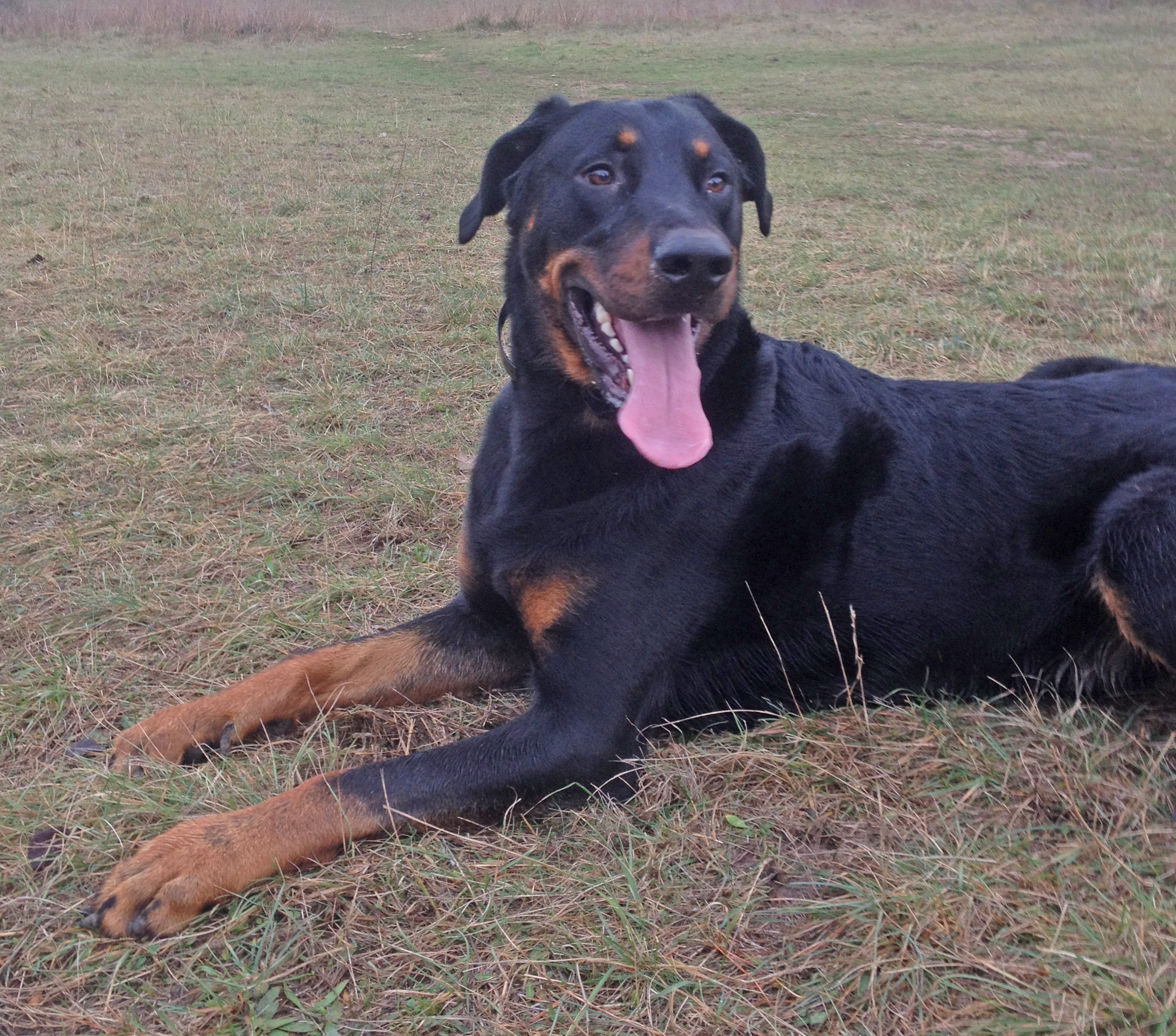  domainedelalicorne.fr photo chien beauceron photo chiot beauceron Elevage de beauceron chiot beauceron pure race élevage du clos de la licorne elevage des gardiens de la licorne elevage beauceron noir et feu authentique gros gabarits élevage de Beauceron familial sérieux et qualité domainedelalicorne.fr suivi des chiots conseil d’éducation chiot propre bas rouge santé caractère spécialiste du beauceron noir et feu ou arlequin chien rustique berger de France  nos chiots sont élevés avec amour et attention notre passion au service de la qualité Beauceron de qualité et sportif domaine de la licorne 04380 BARRAS élevage en liberté éleveur berger de beauce élevage de beauceron de travail 06 11 20 51 93 site domainedelalicorne.fr mail domainedelalicorne@gmail.com